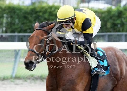 Twilight Eclipse - 122813 Race 07 Crc Inside Calder Course