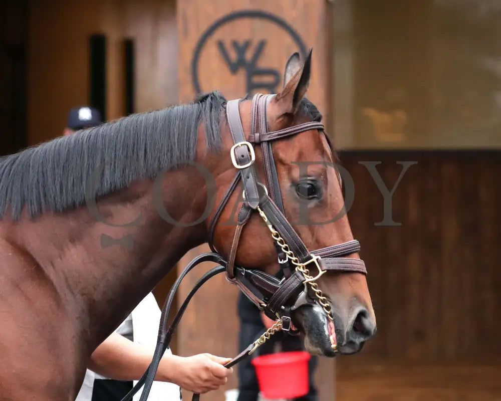 Upper Case - The Dream Supreme 19Th Running 11-09-24 R08 Cd Paddock 02 Churchill Downs