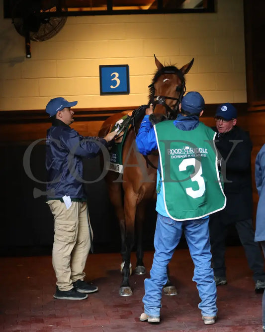 VENENCIA - The Rood & Riddle Dowager - G3 - 10-19-25 - R08 - KEE - Paddock 01 Keeneland