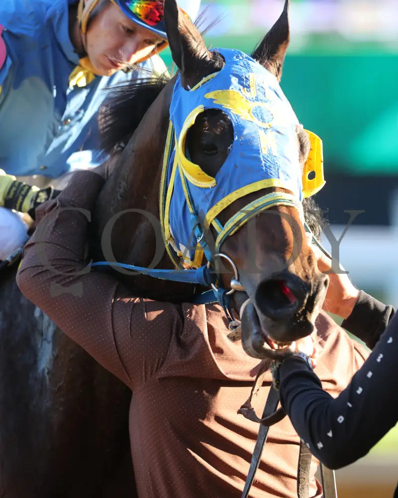 Voodoo Zip - The Canterbury Claiming Crown #6 11-16-24 R08 Cd Come Back 02 Churchill Downs