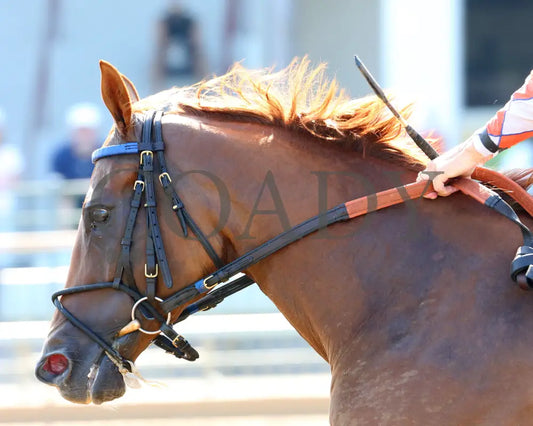 Wilbo - 072217 Race 08 Elp Inside Finish 2 Ellis Park