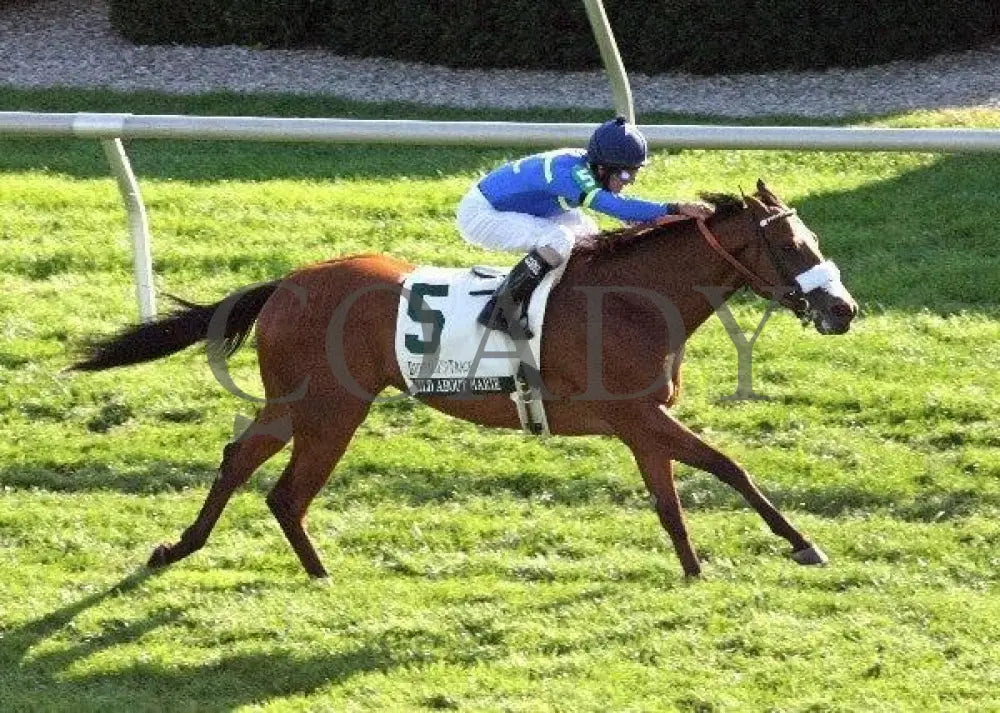 Wild About Marie - Aerial 101411 Race 09 Keeneland