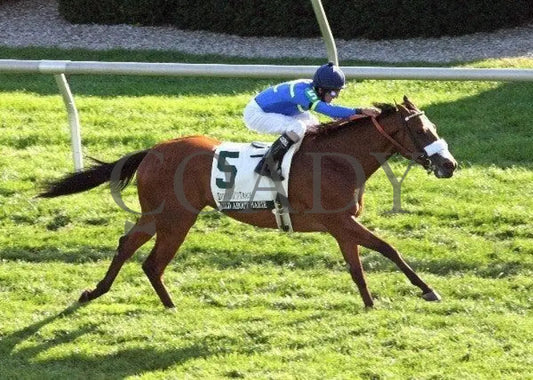 Wild About Marie - Aerial 101411 Race 09 Keeneland