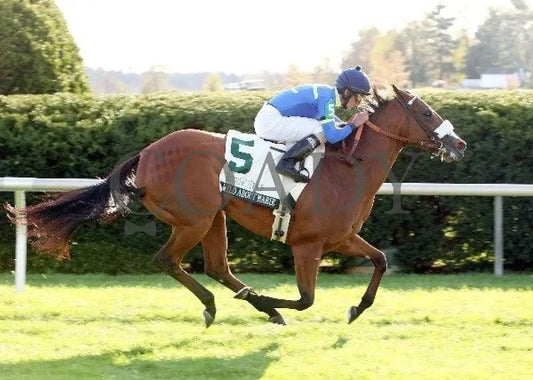 Wild About Marie - Finish 101411 Race 09 Keeneland