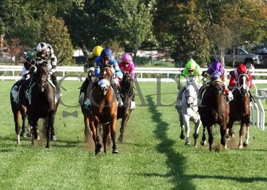 Wild About Marie - Head On 101411 Race 09 Keeneland