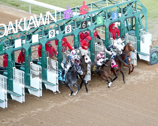WILL TAKE IT - Fifth Season Stakes  - 02-05-26 - R08 - OP - Aerial Start 01 - Coady Media - Kurtis Coady Photography
