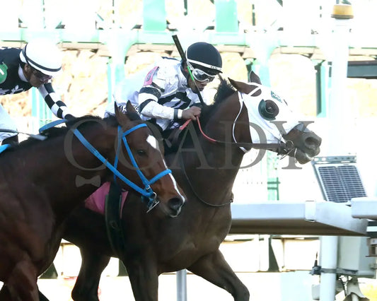 WILL TAKE IT - Fifth Season Stakes  - 02-05-26 - R08 - OP - Finish 03 - Coady Media - Kurtis Coady Photography