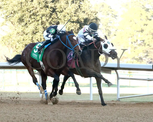 WILL TAKE IT - Fifth Season Stakes  - 02-05-26 - R08 - OP - Finish 04 - Coady Media - Kurtis Coady Photography