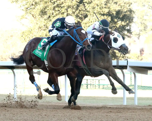WILL TAKE IT - Fifth Season Stakes  - 02-05-26 - R08 - OP - Finish 02 - Coady Media - Kurtis Coady Photography