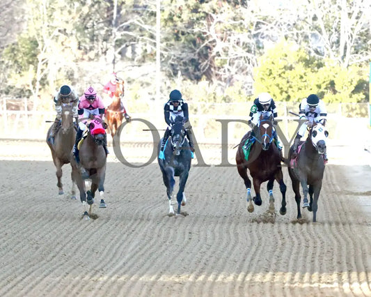 WILL TAKE IT - Fifth Season Stakes  - 02-05-26 - R08 - OP - Head On 01 - Coady Media - Kurtis Coady Photography
