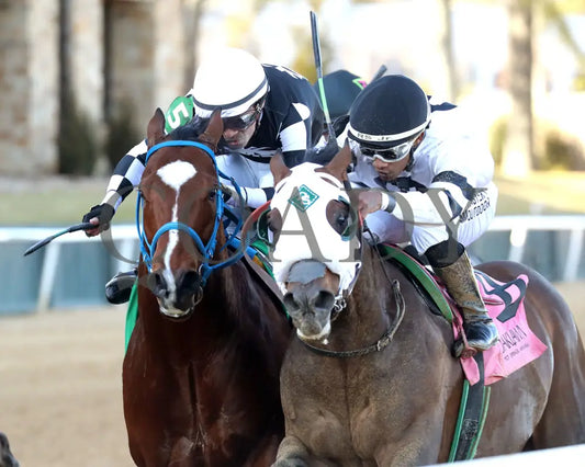 WILL TAKE IT - Fifth Season Stakes  - 02-05-26 - R08 - OP - Inside Finish 01 - Coady Media - Kurtis Coady Photography