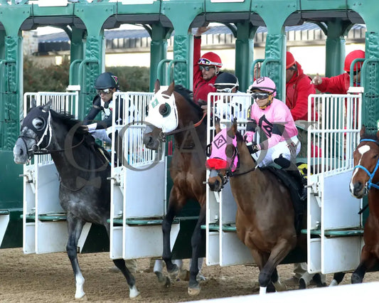 WILL TAKE IT - Fifth Season Stakes  - 02-05-26 - R08 - OP - Inside Start 01 - Coady Media - Kurtis Coady Photography