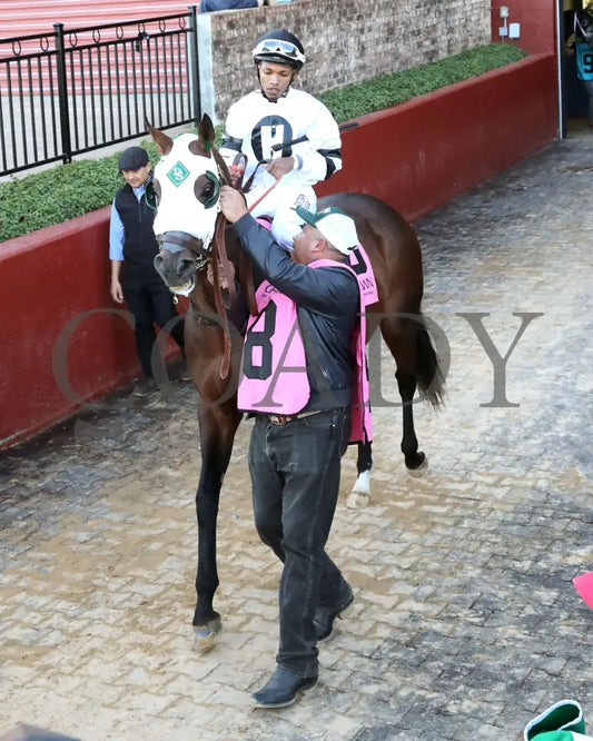 WILL TAKE IT - Fifth Season Stakes  - 02-05-26 - R08 - OP - Paddock 01 - Coady Media - Kurtis Coady Photography