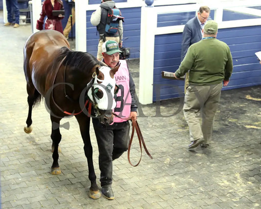WILL TAKE IT - Fifth Season Stakes  - 02-05-26 - R08 - OP - Paddock 02 - Coady Media - Kurtis Coady Photography