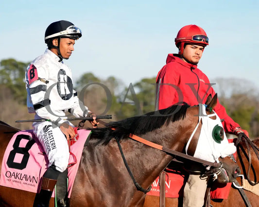 WILL TAKE IT - Fifth Season Stakes  - 02-05-26 - R08 - OP - Post Parade 01 - Coady Media - Kurtis Coady Photography