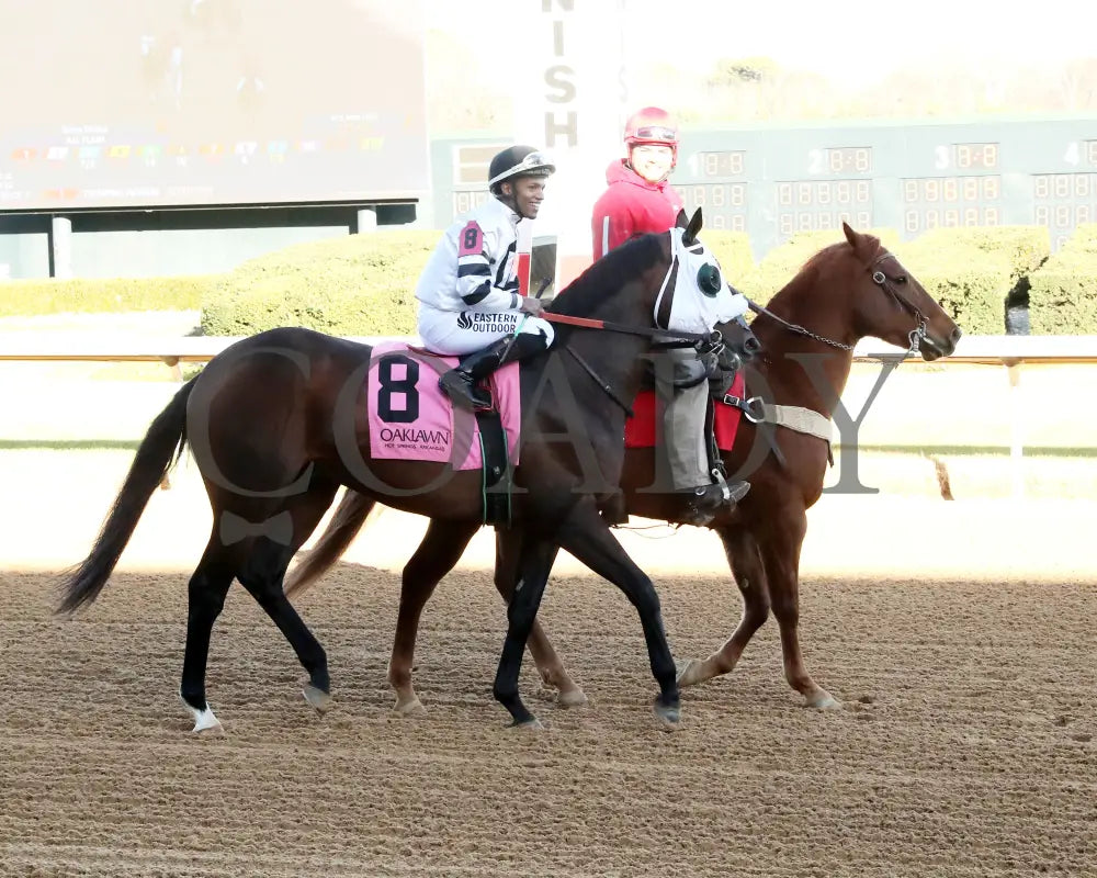 WILL TAKE IT - Fifth Season Stakes  - 02-05-26 - R08 - OP - Post Parade 03 - Coady Media - Kurtis Coady Photography