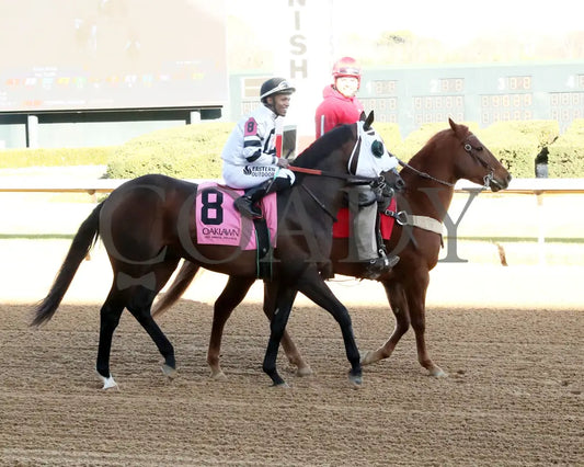 WILL TAKE IT - Fifth Season Stakes  - 02-05-26 - R08 - OP - Post Parade 03 - Coady Media - Kurtis Coady Photography