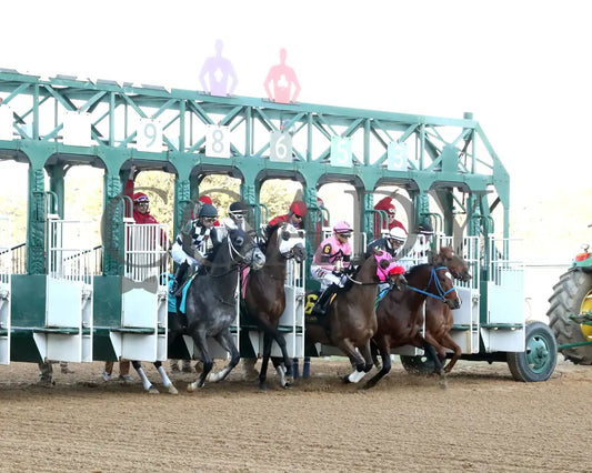 WILL TAKE IT - Fifth Season Stakes  - 02-05-26 - R08 - OP - Start 02 - Coady Media - Kurtis Coady Photography