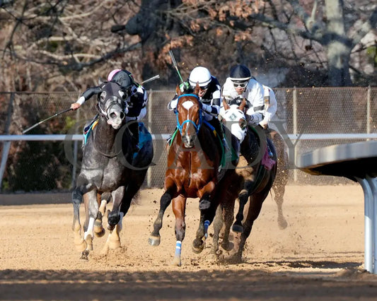 WILL TAKE IT - Fifth Season Stakes  - 02-05-26 - R08 - OP - Turn 01 - Coady Media - Kurtis Coady Photography