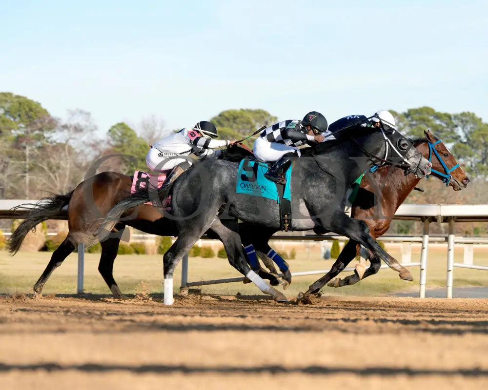 WILL TAKE IT - Fifth Season Stakes  - 02-05-26 - R08 - OP - Turn 02 - Coady Media - Kurtis Coady Photography