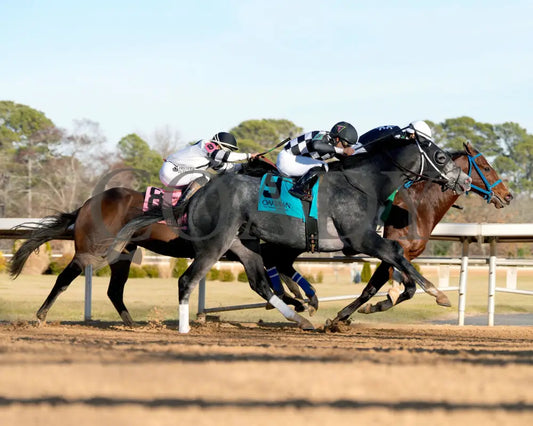 WILL TAKE IT - Fifth Season Stakes  - 02-05-26 - R08 - OP - Turn 02 - Coady Media - Kurtis Coady Photography