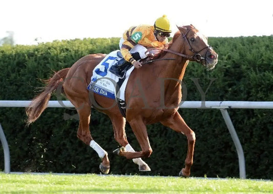 Wise Dan - 100612 Race 09 Finish 2 Keeneland