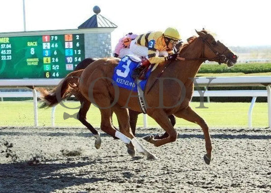 Wise Dan - The Phoenix Fin Keeneland