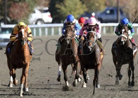 Wise Dan - The Phoenix Head On Keeneland