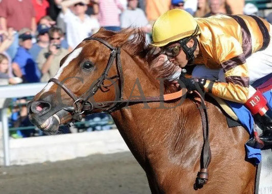 Wise Dan - The Phoenix Inside Fin Keeneland