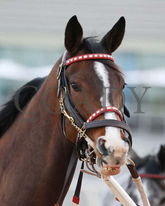 Xtreme Diva - The Dixie Belle Stakes 46Th Running 02-17-24 R09 Op Paddock 01 Oaklawn Park