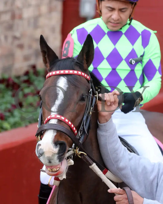 Xtreme Diva - The Dixie Belle Stakes 46Th Running 02-17-24 R09 Op Paddock 02 Oaklawn Park