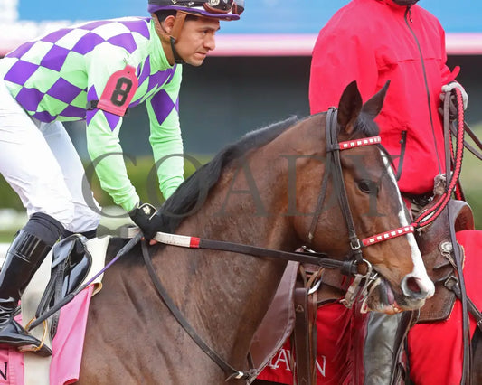 Xtreme Diva - The Dixie Belle Stakes 46Th Running 02-17-24 R09 Op Post Parade 04 Oaklawn Park