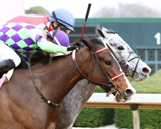 Xtreme Diva - The Dixie Belle Stakes 46Th Running 02-17-24 R09 Op Tight Finish 01 Oaklawn Park
