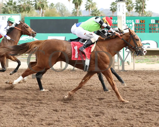 Yankee Dollar - Molly P Stakes 02-19-24 R07 Turf Paradise Finish 2