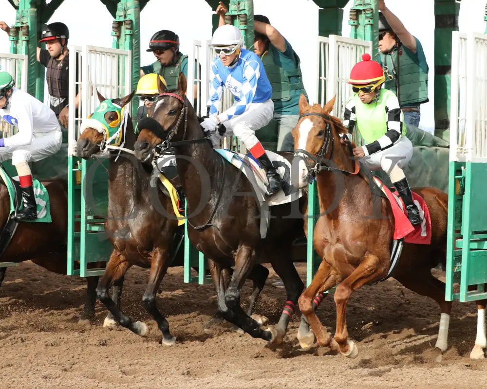Yankee Dollar - Molly P Stakes 02-19-24 R07 Turf Paradise Starting Gate