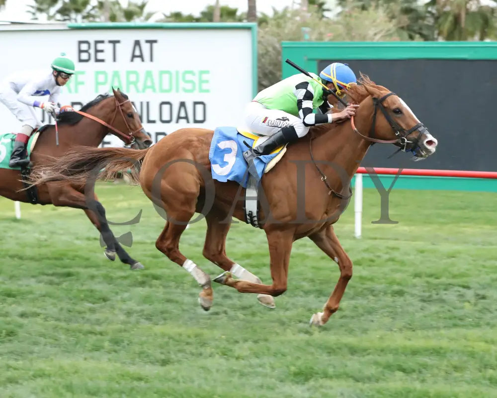 Yankee Dollar - Queen Of The Green 03 - 14 - 24 R09 Turf Paradise Finish