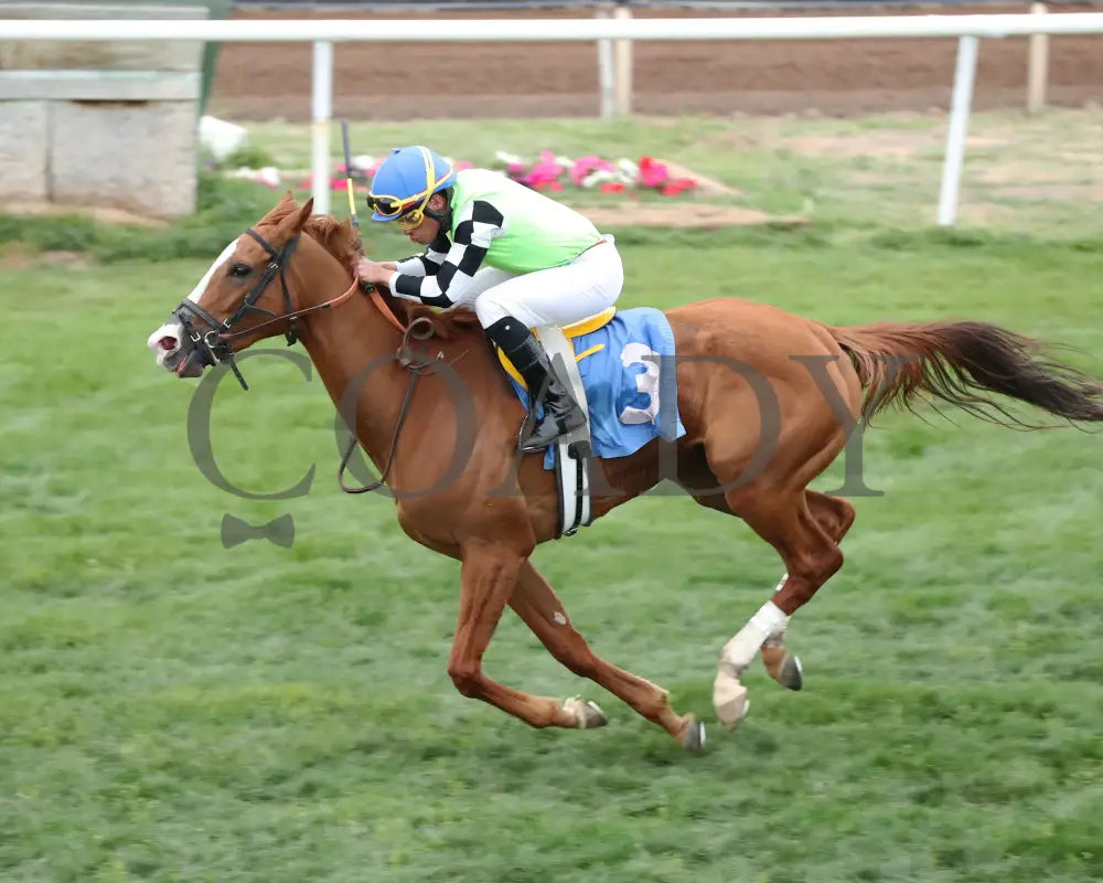 Yankee Dollar - Queen Of The Green 03 - 14 - 24 R09 Turf Paradise Inside Finish