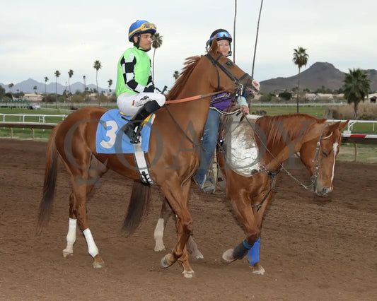 Yankee Dollar - Queen Of The Green 03 - 14 - 24 R09 Turf Paradise Post Parade