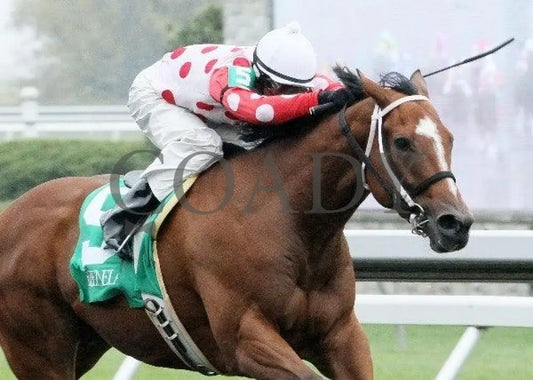 Zealous Yankee - 4 102011 Race 02 Keeneland