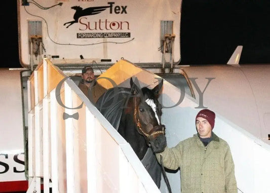 Zenyatta-Kee-120610-001 Keeneland
