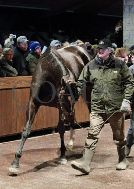 Zenyatta-Kee-120610-002 Keeneland