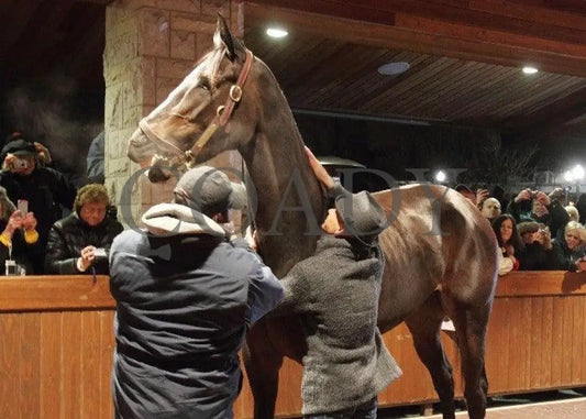 Zenyatta-Kee-120610-003 Keeneland