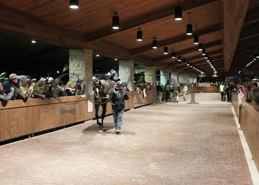 Zenyatta-Kee-120610-005 Keeneland