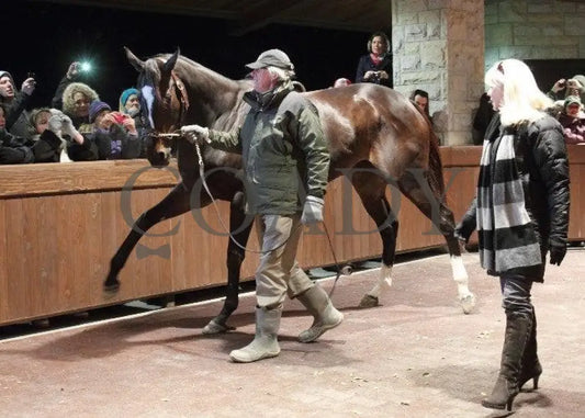 Zenyatta-Kee-120610-007 Keeneland
