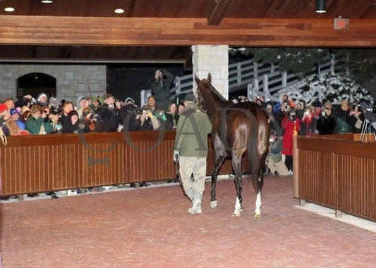 Zenyatta-Kee-120610-009 Keeneland