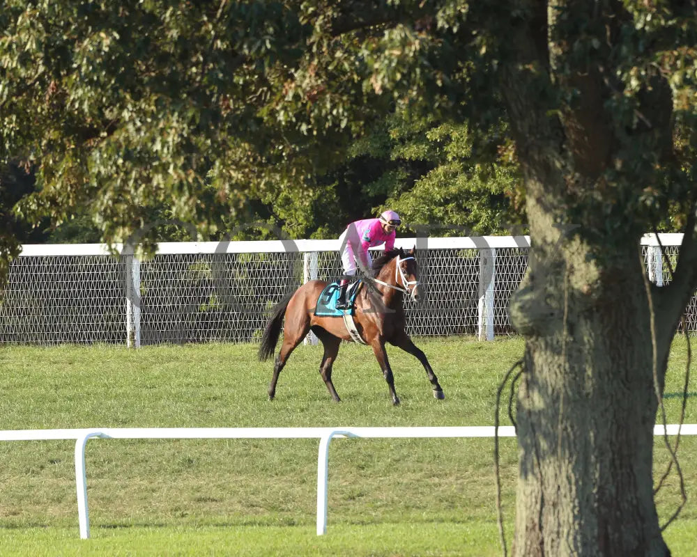 Zulu Alpha - Calumet Farm Kentucky Turf Cup G3 28Th Running 09-07-19 R10 Kd Come Back 03 Downs