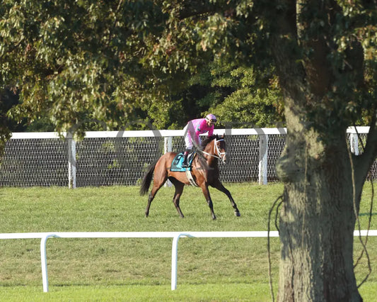 Zulu Alpha - Calumet Farm Kentucky Turf Cup G3 28Th Running 09-07-19 R10 Kd Come Back 03 Downs