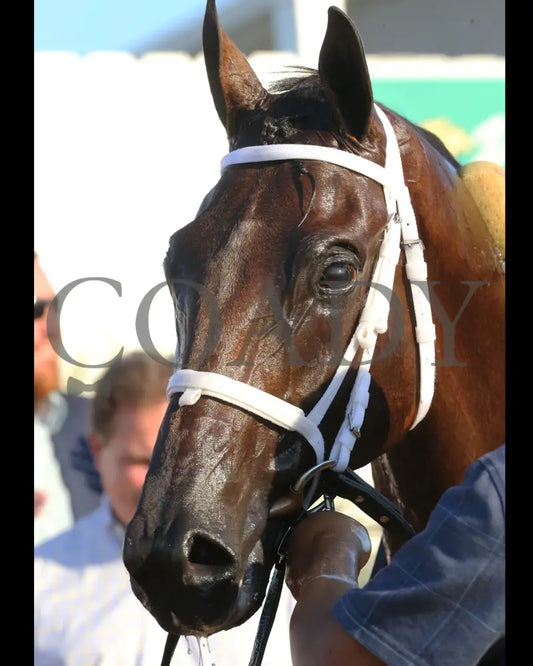 Zulu Alpha - Calumet Farm Kentucky Turf Cup G3 28Th Running 09-07-19 R10 Kd Head Shot 01 Downs