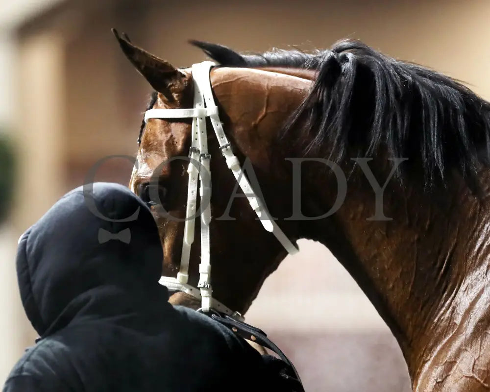 ZVEREV - The Boone County Stakes 1st Running - 12-06-25 - R07 - TP - Come Back 02 - Coady Media - Kurtis Coady Photography