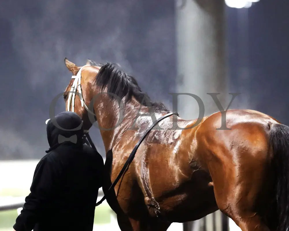 ZVEREV - The Boone County Stakes 1st Running - 12-06-25 - R07 - TP - Come Back 03 - Coady Media - Kurtis Coady Photography